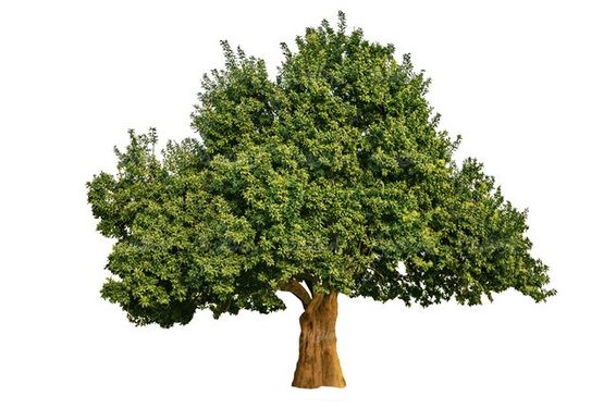 درخت سرسبز درخت کهنسال درخت تابستان