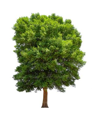 درخت سرسبز درخت کهنسال درخت تابستان