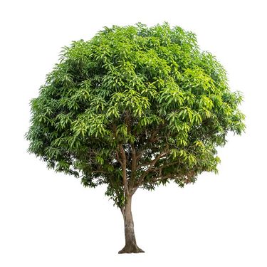 درخت سرسبز درخت کهنسال درخت تابستان