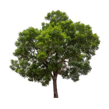 درخت سرسبز درخت کهنسال درخت تابستان