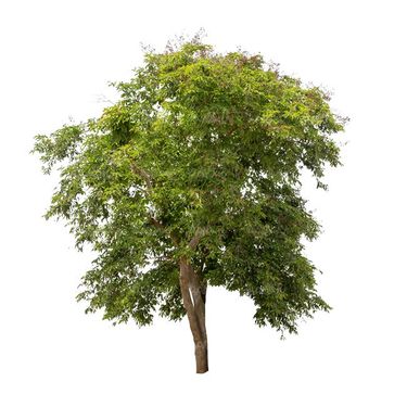درخت سرسبز درخت کهنسال درخت تابستان
