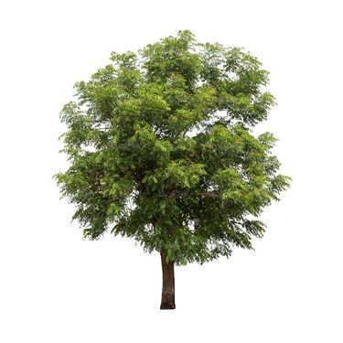 درخت سرسبز درخت کهنسال درخت تابستان