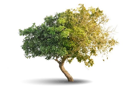 درخت سرسبز درخت کهنسال درخت تابستان