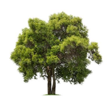 درخت سرسبز درخت کهنسال درخت تابستان