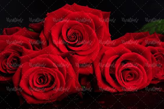 شاخه گل رز قرمز گلفروشی دسته گل