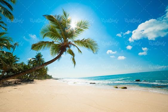 منظره ساحل دریا چشم انداز درخت نارگیل