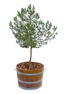 درخت نهال درختکاری درخت نوپا