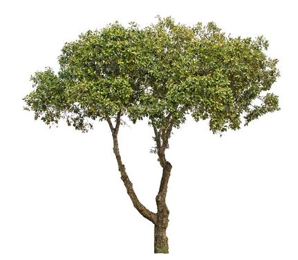 درخت  درختکاری درخت تنومند