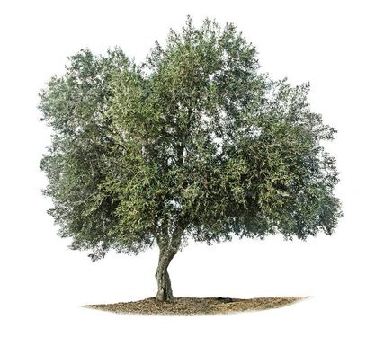 درخت  درختکاری درخت تنومند