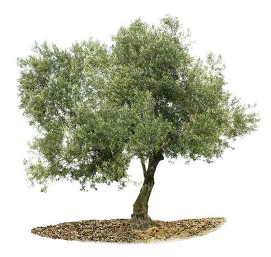درخت  درختکاری درخت تنومند