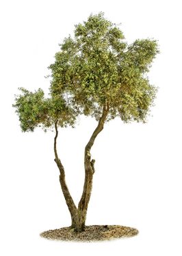 درخت  درختکاری درخت تنومند