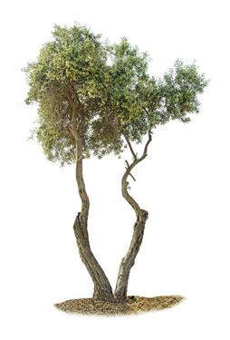 درخت  درختکاری درخت تنومند