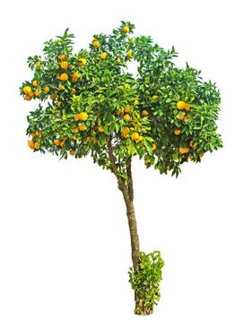 درخت  درختکاری  درخت گلدانی درخت پرتقال