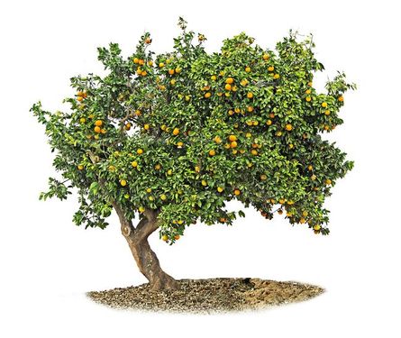 درخت  درختکاری  درخت میوه  درخت پرتقال