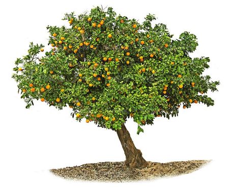 درخت درختکاری درخت میوه درخت پرتقال