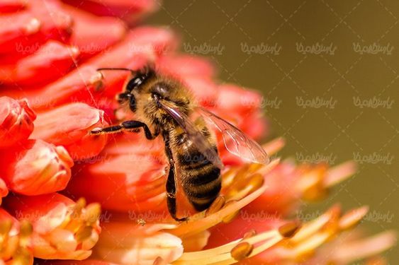 زنبور عسل شهد گلها جمع آوری شهد گلها