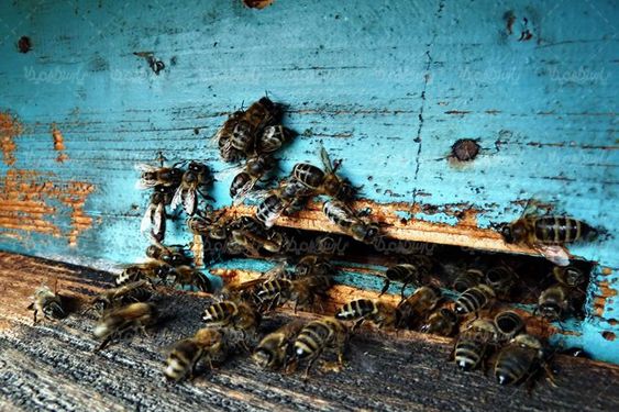 کندوی زنبور جعبه زنبور پرورش زنبور عسل
