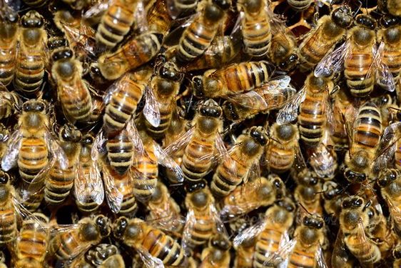 کندوی زنبور جعبه زنبور پرورش زنبور عسل