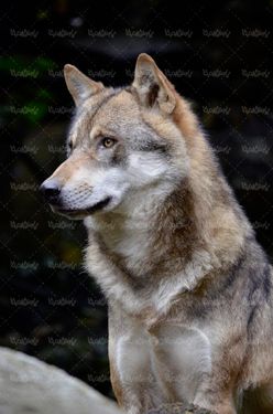 گرگ حیوان وحشی حیوان درنده