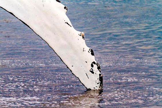 وال نهنگ دریا بیرون آمدن نهنگ از آب
