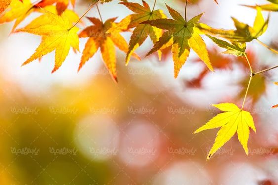 پاییز فصل رنگها فصل پاییز بک گراند پاییز