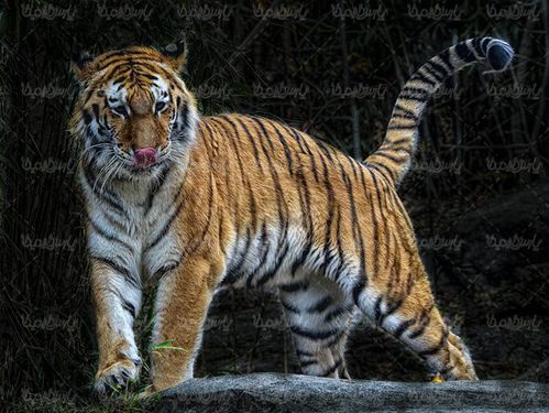 حیوان وحشی باغ وحش پلنگ ببر