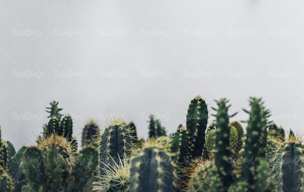 گلفروشی گل طبیعی گل کاکتوس