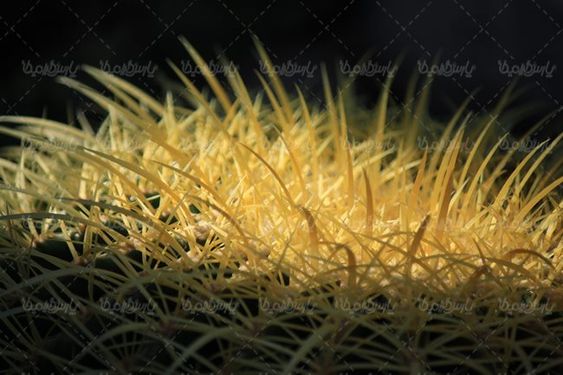 گلفروشی گل طبیعی گل کاکتوس