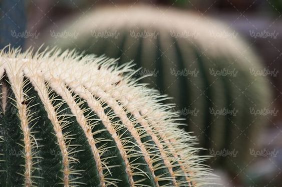 گلفروشی گل طبیعی گل کاکتوس