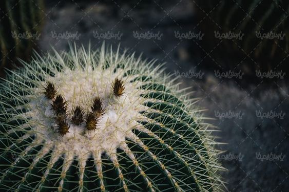 گلفروشی گل طبیعی گل کاکتوس