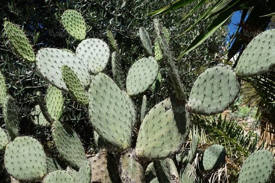 گلفروشی گل طبیعی گل کاکتوس