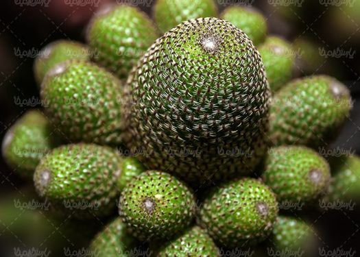گلفروشی گل طبیعی گل کاکتوس