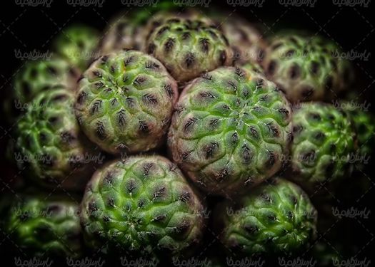 گلفروشی گل طبیعی گل کاکتوس