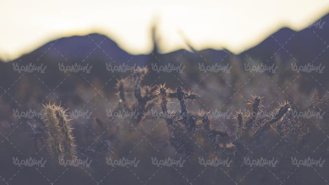 گلفروشی گل طبیعی گل کاکتوس