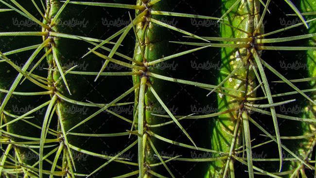 گلفروشی گل طبیعی گل کاکتوس