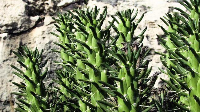 گلفروشی گل طبیعی گل کاکتوس