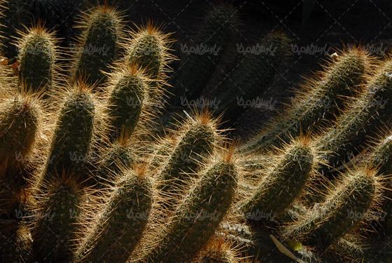 گلفروشی گل طبیعی گل کاکتوس