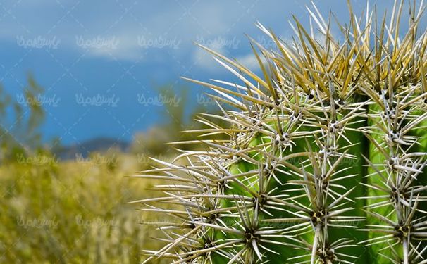 گلفروشی گل طبیعی گل کاکتوس
