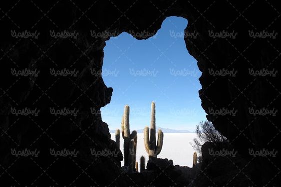 گلفروشی گل طبیعی گل کاکتوس