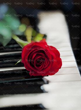 شاخه گل رز روز عشق ولنتاین پیانو