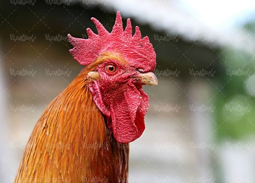 خروس پرورش مرغ کاکل خروس مرغداری