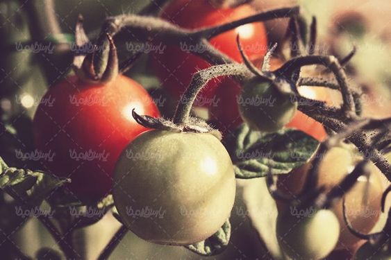 گوجه فرنگی میوه فروشی  میوه سرا