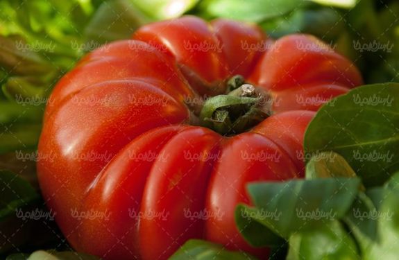 گوجه فرنگی میوه فروشی  میوه سرا