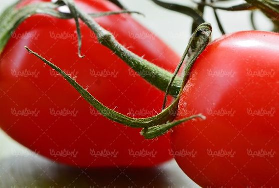 گوجه فرنگی میوه فروشی  میوه سرا
