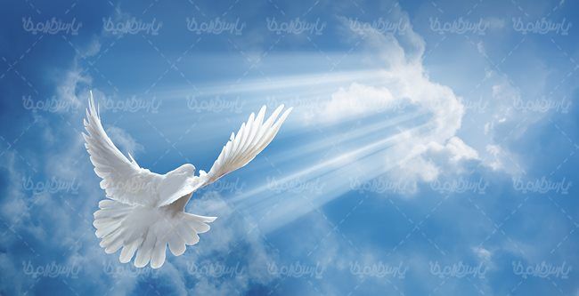 جلوه نور کبوتر سفید بندگی نیایش با خدا
