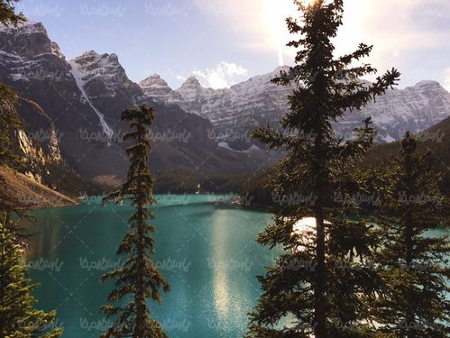 جنگل درخت  منظره چشم انداز آسمان آبی