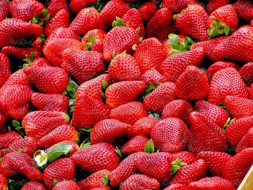 توت فرنگی میوه فروشی میوه سرا