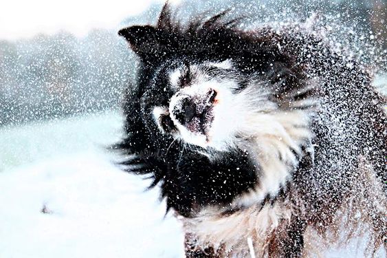 سگ خانگی سگ اهلی سگ پشمالو برف