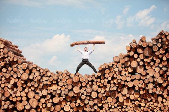 چوب بری تنه درخت نجاری انبار چوب