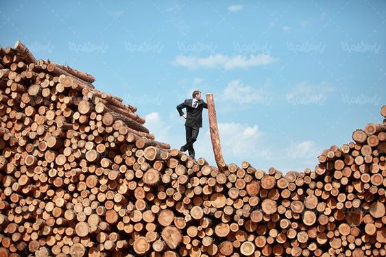 چوب بری تنه درخت نجاری انبار چوب
